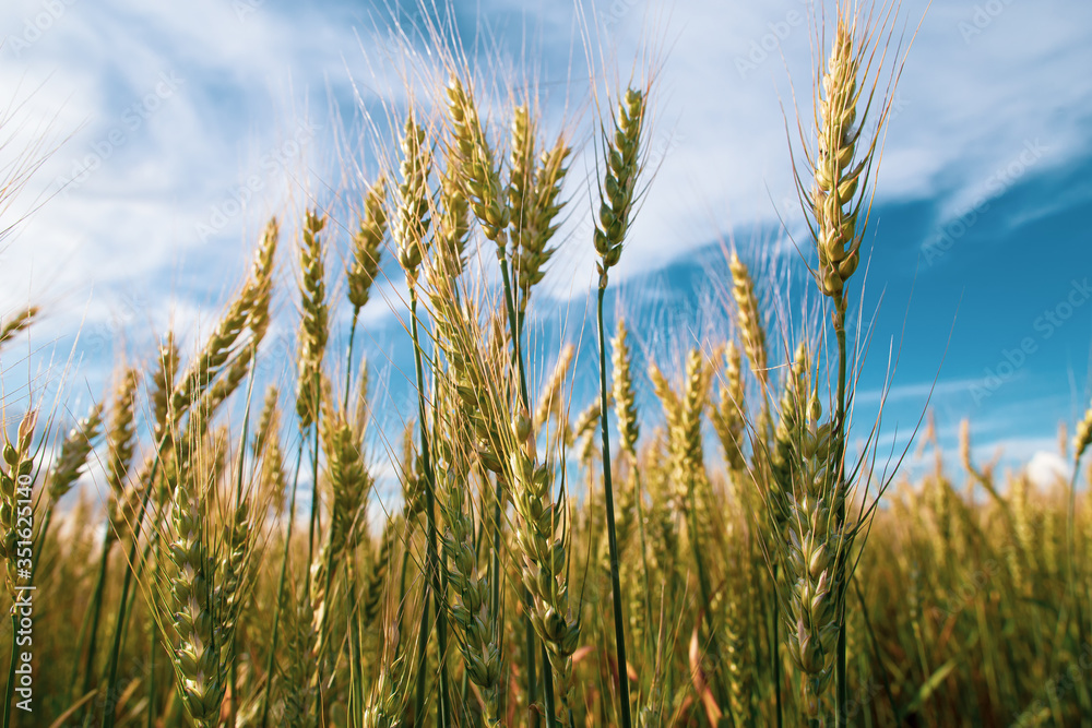 Spikelets of Triticum wheat in the field, against the blue sky with white clouds. Agriculture. Bountiful harvest. Spikelets of Triticum wheat in the field, against the blue sky with white clouds. Agriculture. Bountiful harvest.