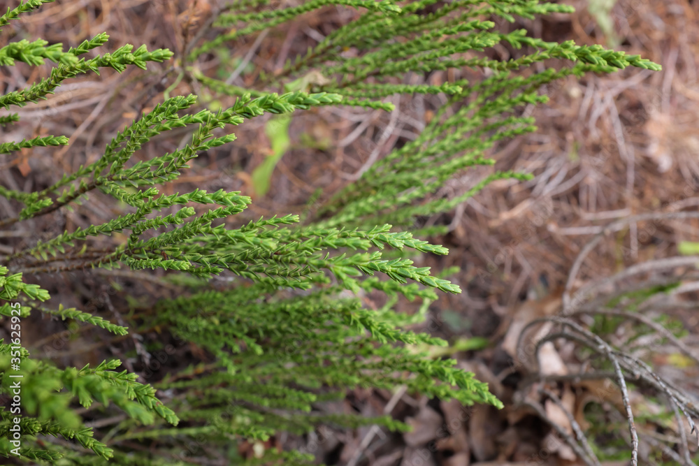 Hebe (Greensleeves), outdoor plants 2020 Hebe (Greensleeves), outdoor plants 2020