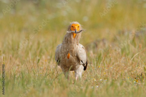 Egyptian vulture  Neophron percnopterus  big bird of prey sitting on the stone in nature habitat  Madzarovo  Bulgaria  Eastern Rhodopes. White vulture with yellow bill. Bird of prey in the wild nature