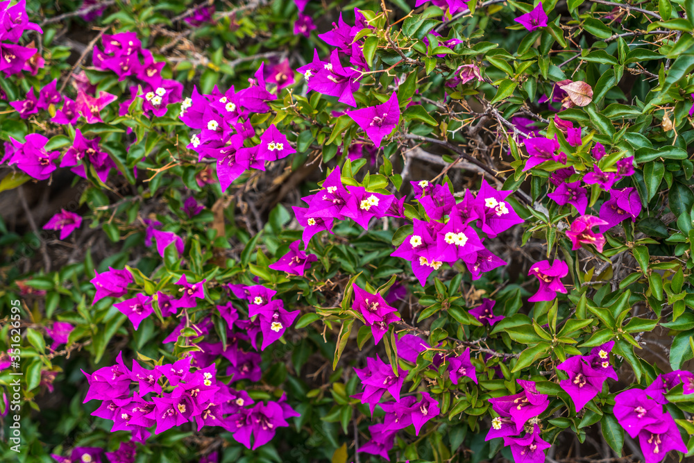 Obraz premium Eine Bougainvillea Staude in voller Blüte