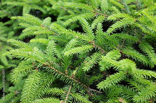Picea abies L.  Nidiformis   outdoor plants 2020