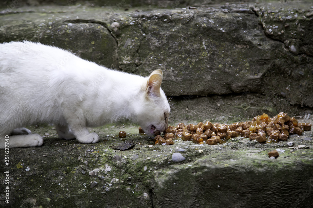 Stray cat eating
