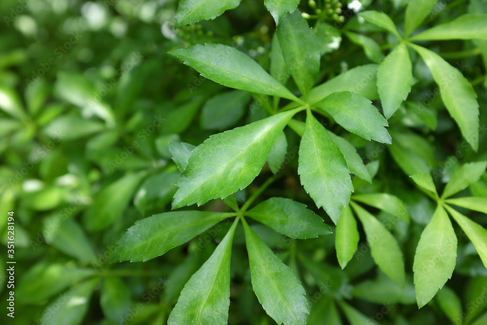 Acanthopanax henryi HARMS. (Araliaceae), outdoor plants 2020 Acanthopanax henryi HARMS. (Araliaceae), outdoor plants 2020