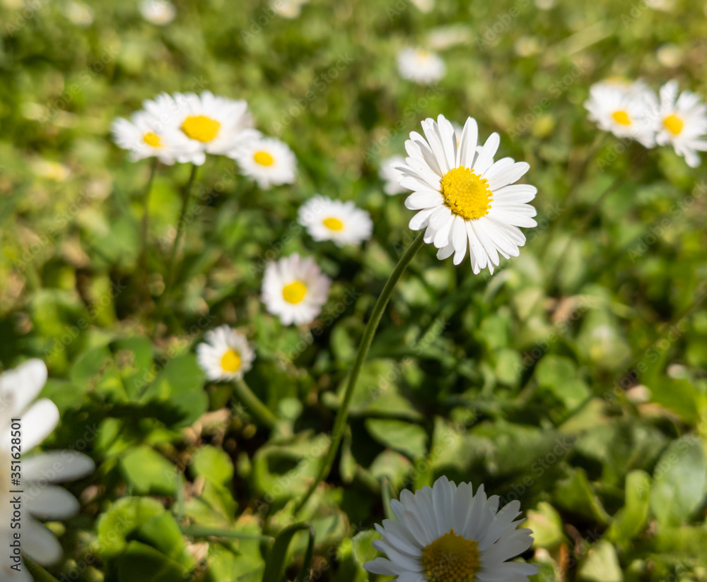 Common daisies receiving their share of sun, the flower that changes the color of the grass Common daisies receiving their share of sun, the flower that changes the color of the grass