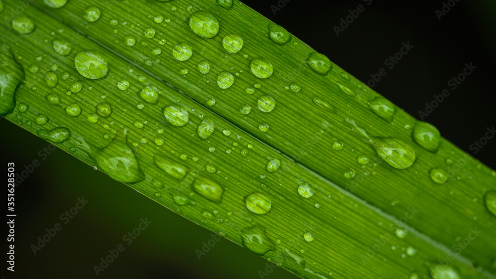 dew drops on beautiful green leaves in sunshine at garden dew drops on beautiful green leaves in sunshine at garden