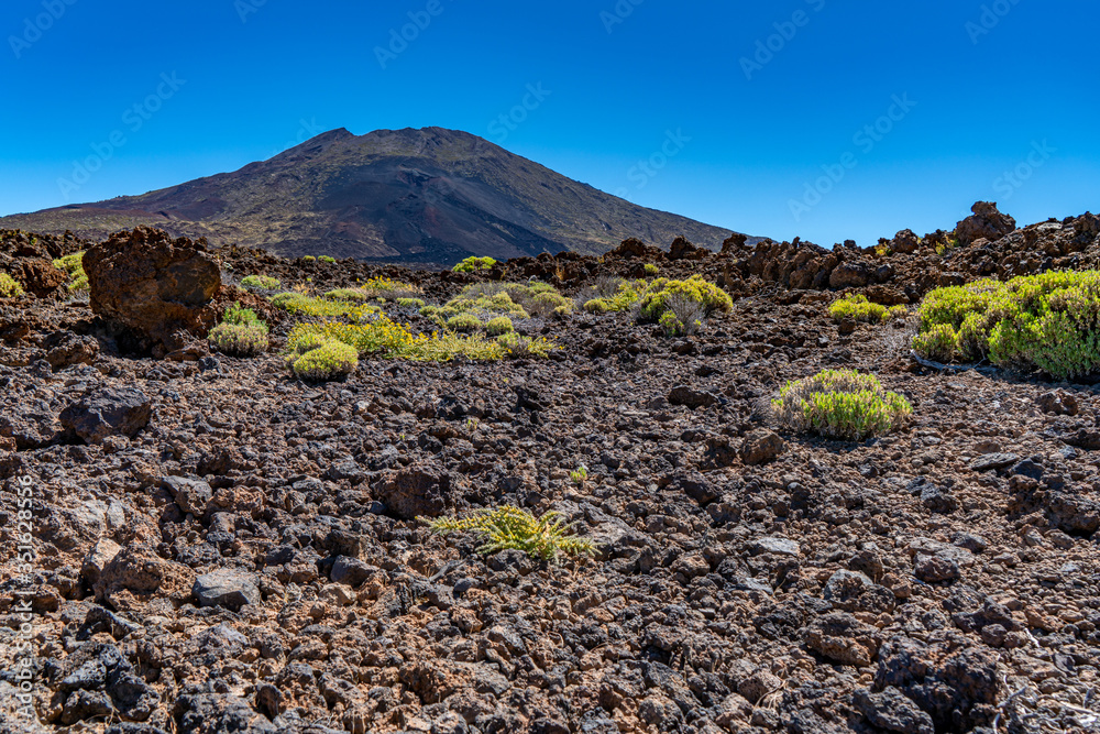 Endemische Pflanzen wachsen im Lavagestein des Vulkans Teide