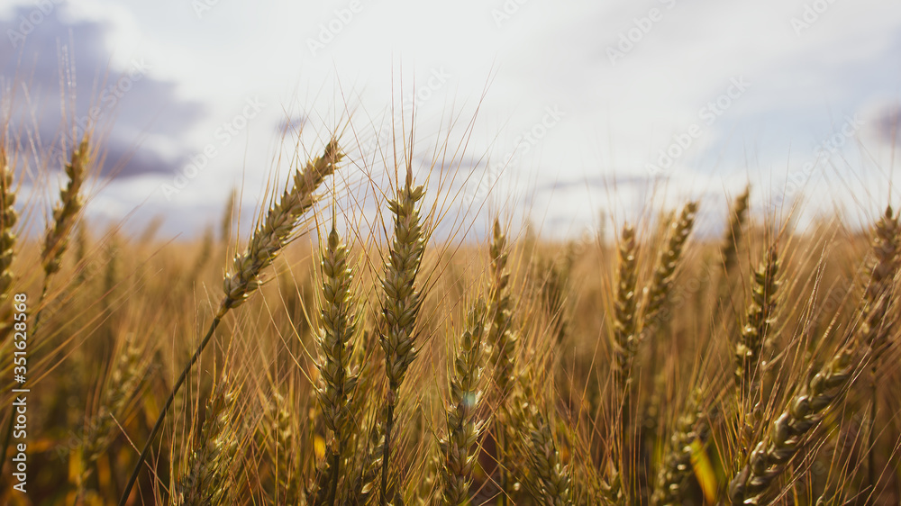 Wheat field, spica of Triticum against a cloudy sky. Agriculture. Bountiful harvest. Wheat field, spica of Triticum against a cloudy sky. Agriculture. Bountiful harvest.