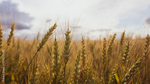 Wheat field, spica of Triticum against a cloudy sky. Agriculture. Bountiful harvest.