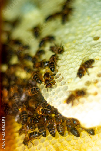 Bees on a honeycomb in a window of a house during the lockdown