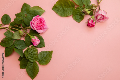 rose on a pink background