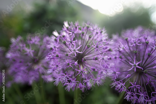 Flowers looks like covid-19 bacteria  purple dandelion