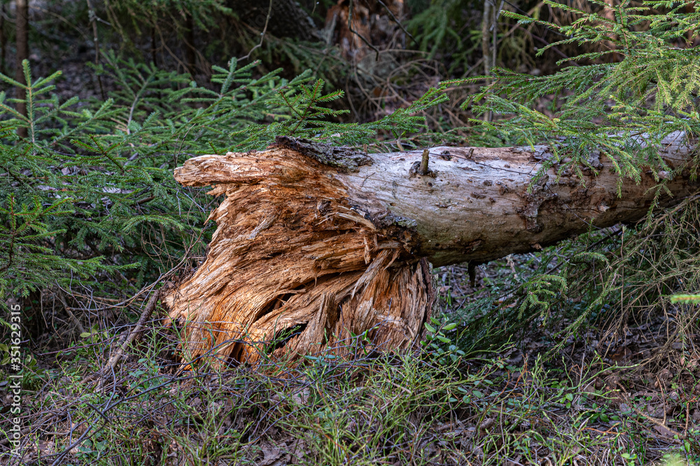 tree broken by a storm in the forest