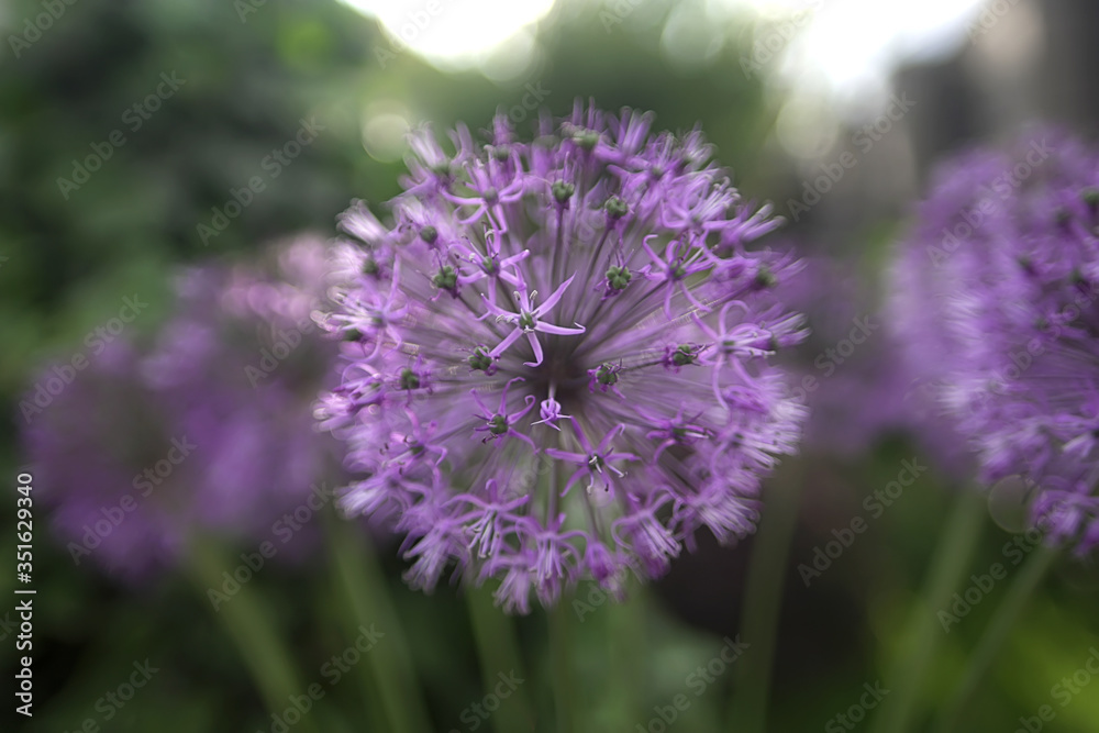 Flowers looks like covid-19 bacteria, purple dandelion, close-up Flowers looks like covid-19 bacteria, purple dandelion, close-up