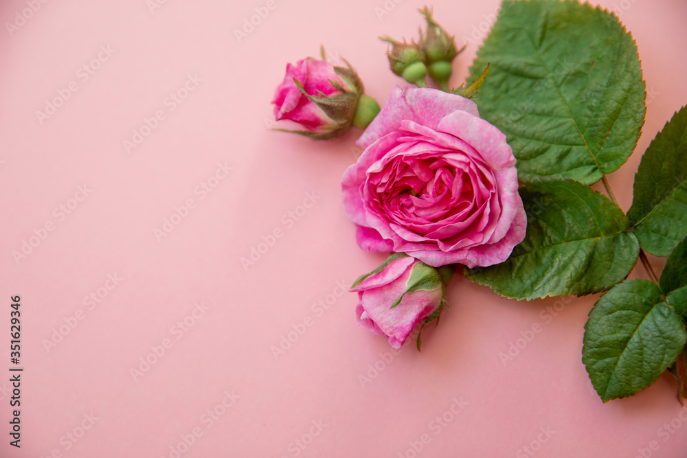 Fototapeta premium rose on a pink background