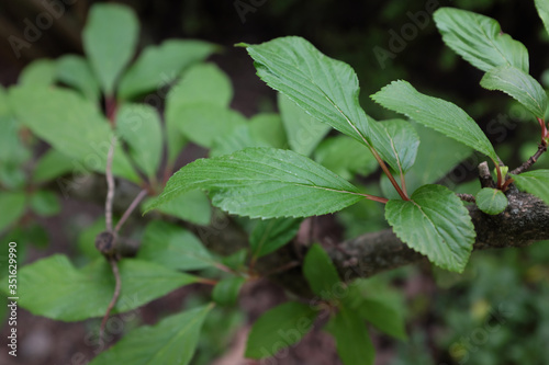 Viburnum farreri (Caprifoliaceae), outdoor plants 2020