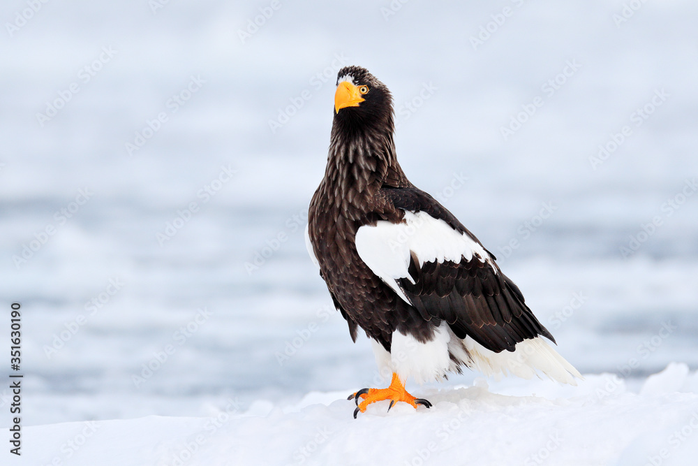 Steller's sea eagle, Haliaeetus pelagicus, bird with white snow, Kamchatka, winter Russia. Steller's sea eagle, Haliaeetus pelagicus, bird with white snow, Kamchatka, winter Russia.