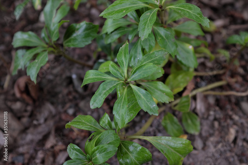 Pachysandra terminalis (Green Carpet), outdoor plants 2020