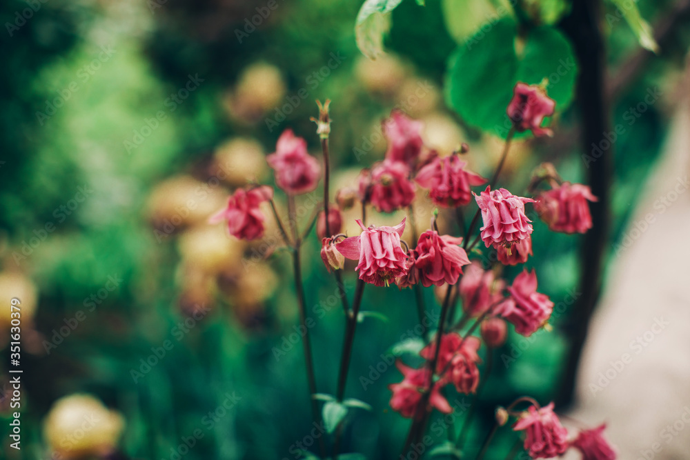 Flowers background. Nature background. Flowers background. Nature background.