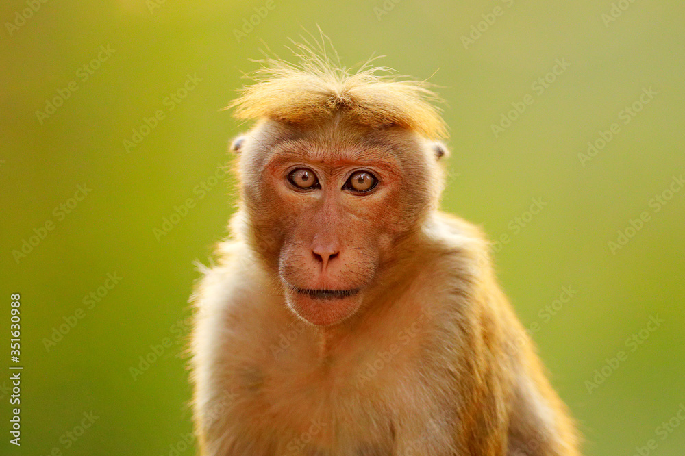Toque macaque, Macaca sinica, monkey with evening sun, sitting on zhe tree branch. Macaque in nature habitat, Wilpattu NP, Sri Lanka. Wildlife scene from Asia. Beautiful forest in background. Toque macaque, Macaca sinica, monkey with evening sun, sitting on zhe tree branch. Macaque in nature habitat, Wilpattu NP, Sri Lanka. Wildlife scene from Asia. Beautiful forest in background.