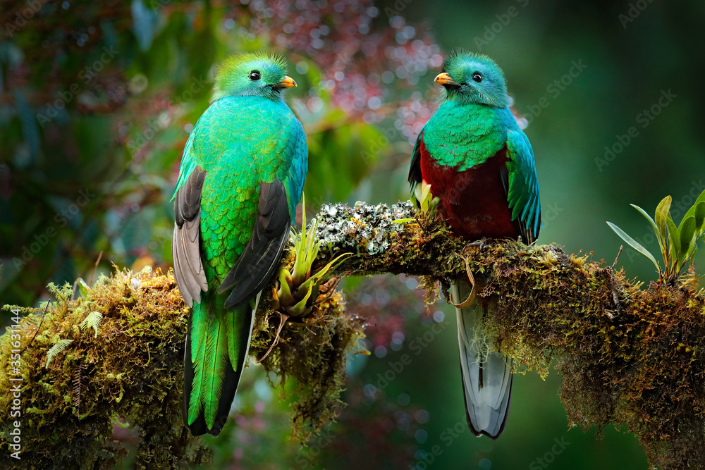Quetzal, Pharomachrus mocinno, from nature Costa Rica with green forest