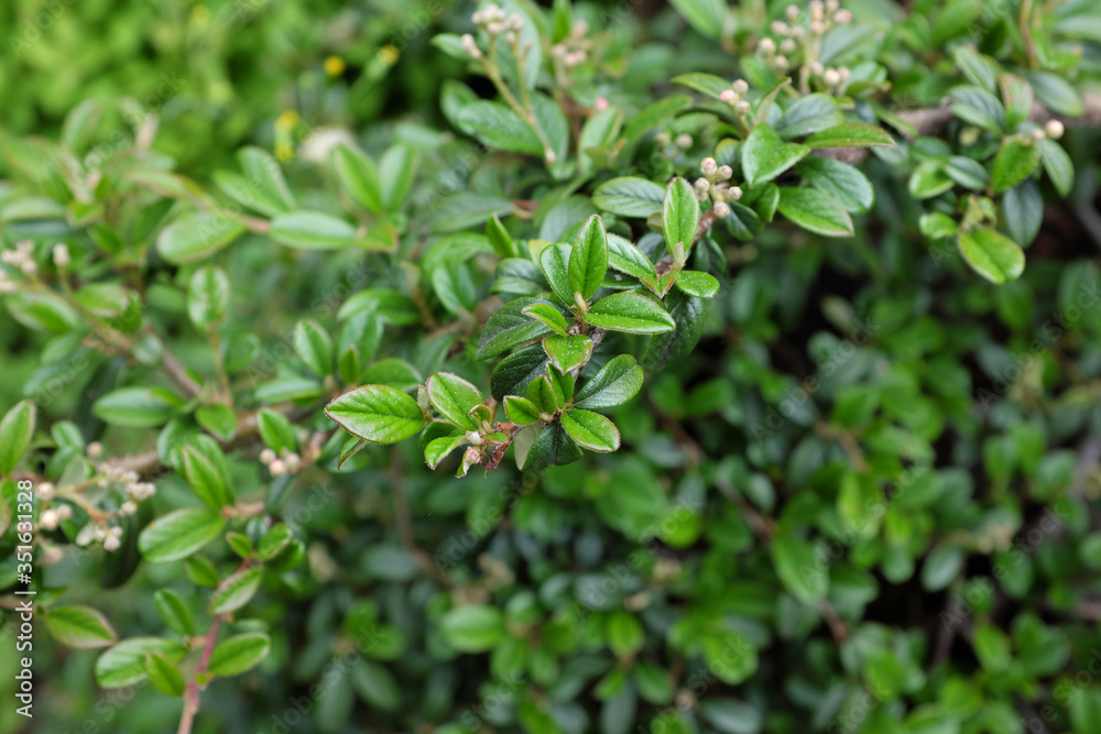 Cotoneaster dammerii Schneid. (Rosaceae), outdoor plants 2020 Cotoneaster dammerii Schneid. (Rosaceae), outdoor plants 2020