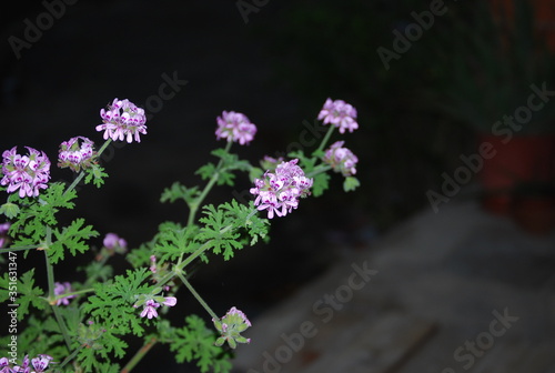 Flowered Citronella Plant in Garden © Freddie Fehmi Mehmet