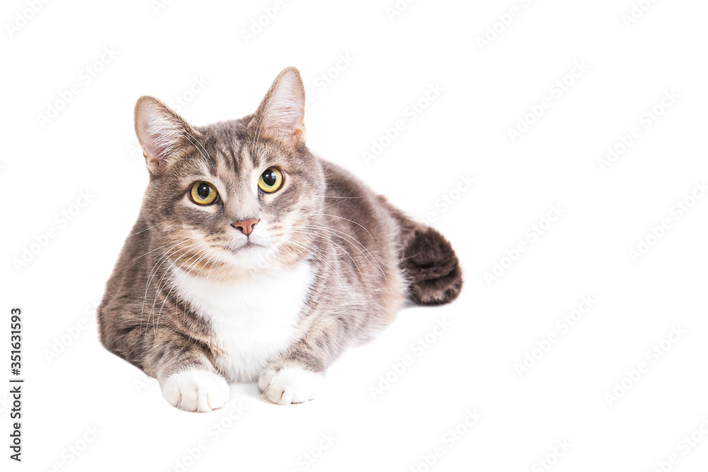 Grey striped cat on white background. Isolated on white. Tabby cat