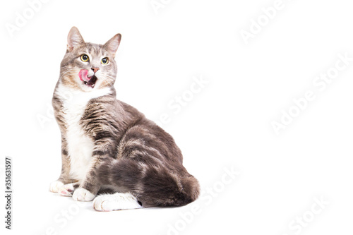 Grey striped cat on white background. Isolated on white. Tabby cat