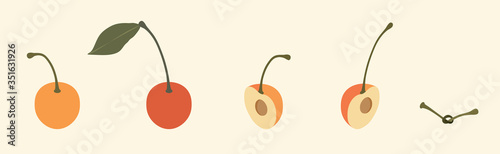 Rainier Cherry Fruit Whole Half and Cut Simple Vector Set. Cherry Stem Tied in Knot
