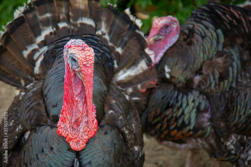 Two male turkeys (meleagris gallopavo) in front of a green bush