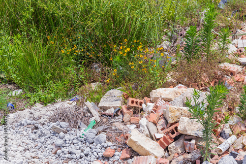 Wildflowers in an urban setting with rocks and construction debris
