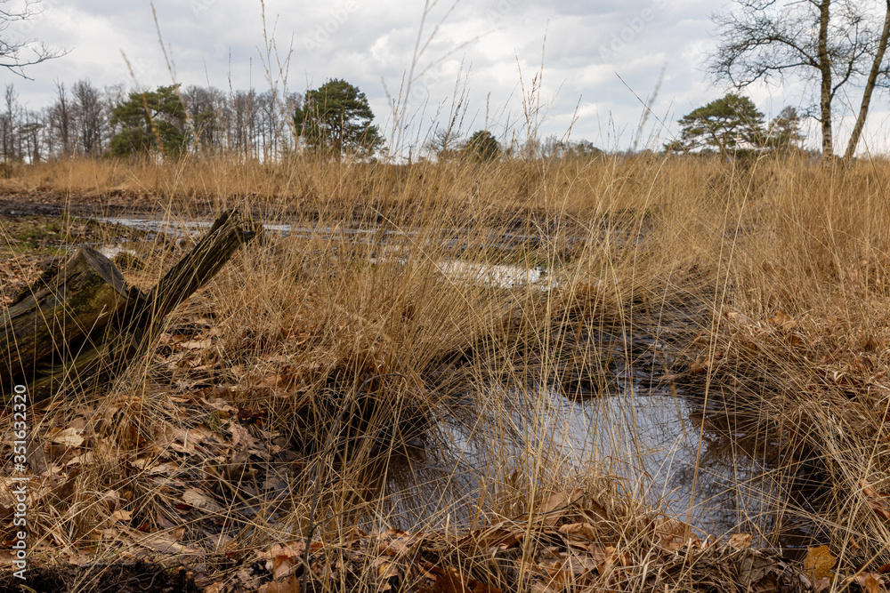 Fototapeta premium North Moor Elspeet Netherlands 