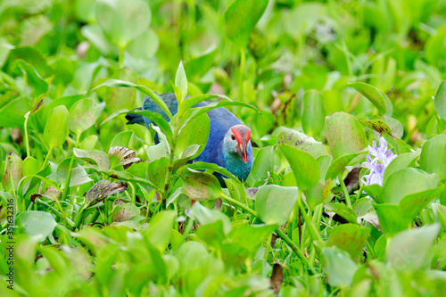 Purple Swamphen, Porphyrio porphyrio, in the nature green march habitat in Sri Lanka. Rare blue bird with red head in the water grass with pink flowers. Wildlife scene from Asia. Art view on nature.
