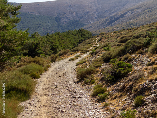 pine forest in Sierra Nevada (Spain) 