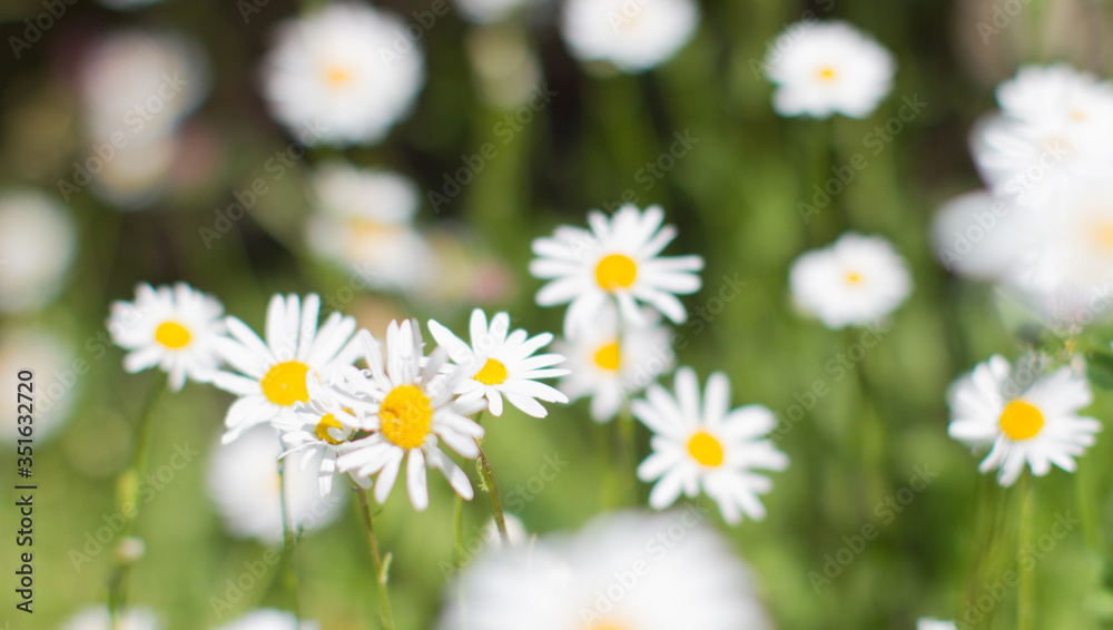 nature banner of wild daisy flowers with blurry effect in springtime