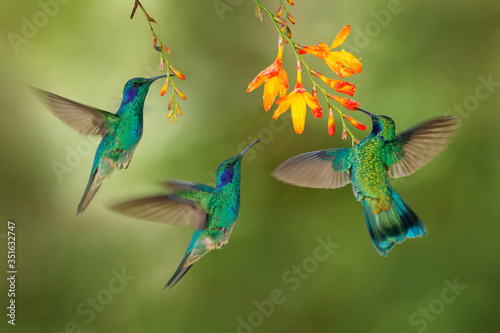 Hummingbird flight. Green Violet-ear, flock group shine birds. Colibri thalassinus, flying in the nature tropical wood habitat, red flower, Tapanti NP, Costa Rica. Wildlife scene from jungle.