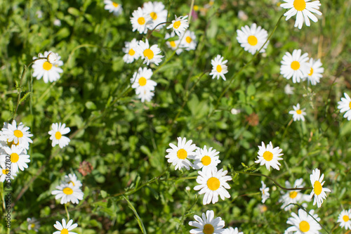 above view of wild daisy flowers in springtime green meadow