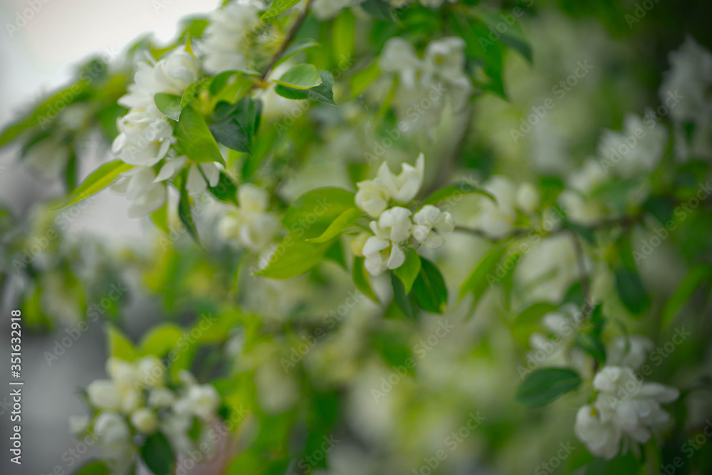 green apple tree with white flowers in spring green apple tree with white flowers in spring
