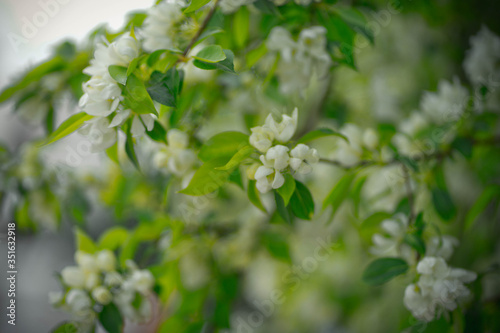 green apple tree with white flowers in spring