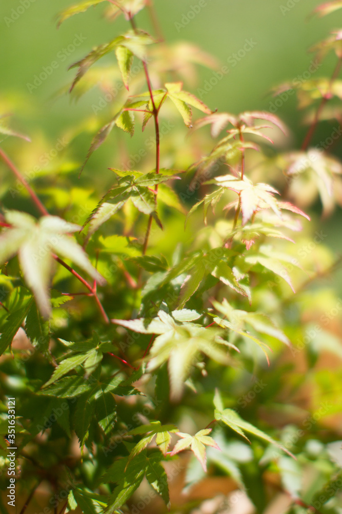 leaves of Japanese Little Princess maple tree - blurry still life