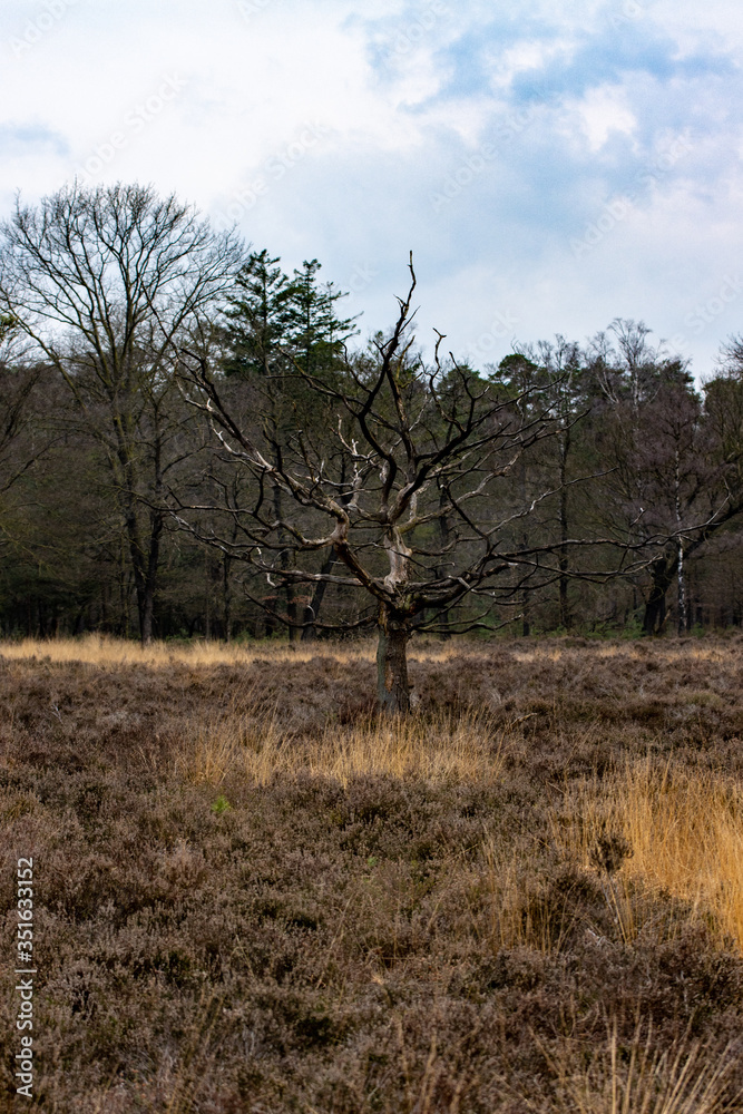 North Moor Elspeet Netherlands
North Moor Elspeet Netherlands