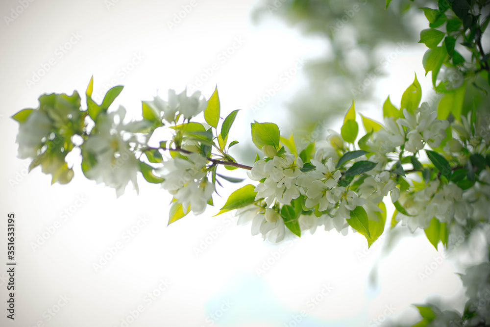 Fototapeta premium green apple tree with white flowers in spring
