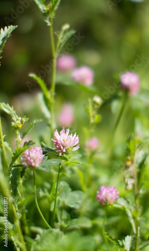 Purple clover flowers for melliferous wild flora and meadow power © STUDIO GRAND WEB