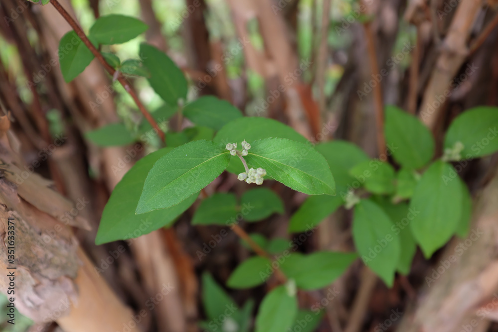 Naklejka premium Deutzia scabra Thunb. (Saxifragaceae), outdoor plants 2020