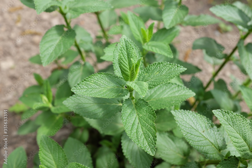 Nepeta nuda (Lamiaceae), outdoor plants 2020