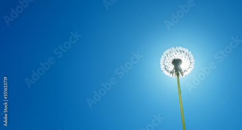 Fototapeta Naklejka Na Ścianę i Meble -  White fluffy dandelion covering sun at blue sky background. Horisontal banner. Copy space. Freedom, lightness and nature concept.