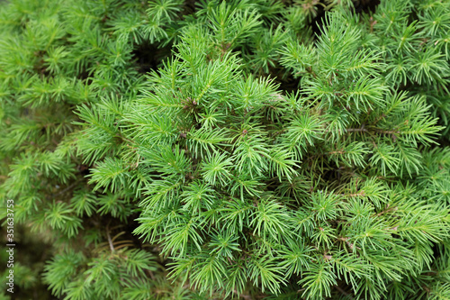 Picea glauca (Moench ) Voss (Conica), outdoor plants 2020