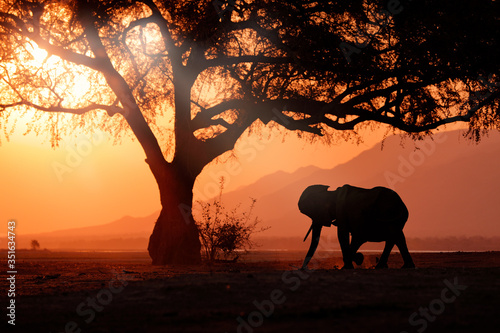 Elephant at Mana Pools NP, Zimbabwe in Africa. Big animal in the old forest, evening light, sun set. Magic wildlife scene in nature. African elephant in beautiful habitat. Art view in nature. © ondrejprosicky