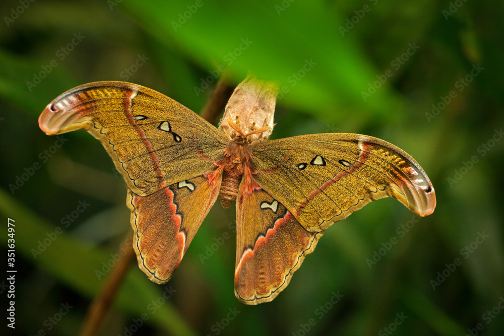 Attacus caesar, moth in Saturniidae family, southern Philippines