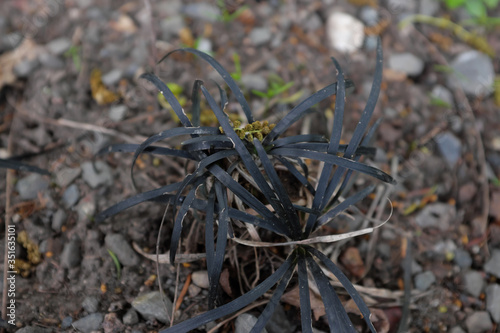 Ophiopogon planiscapus (Nigrens), outdoor plants 2020 photo